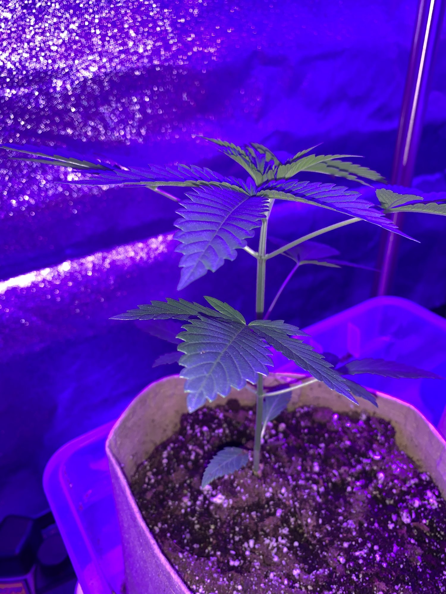Sexing plants 5