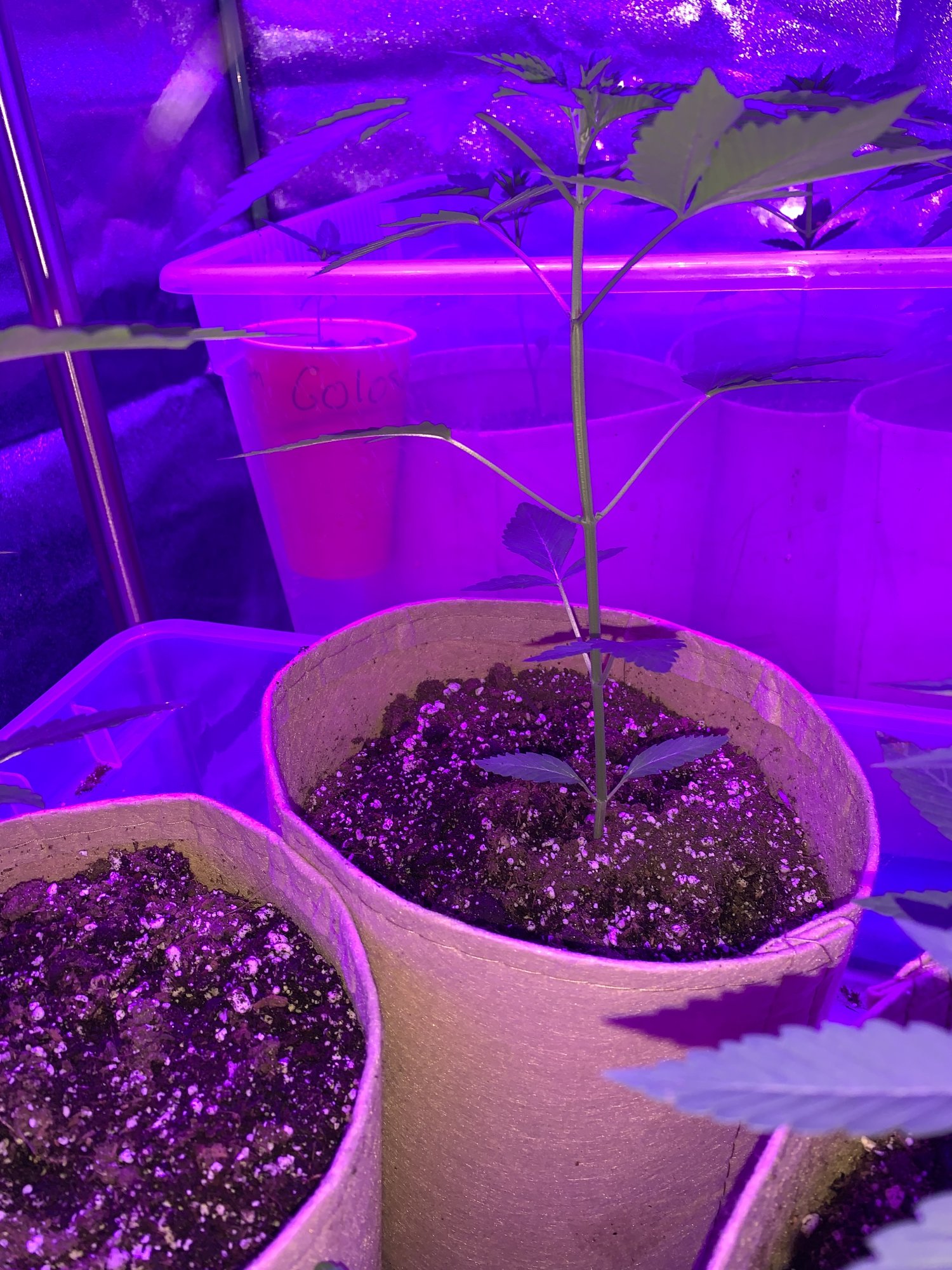 Sexing plants 6