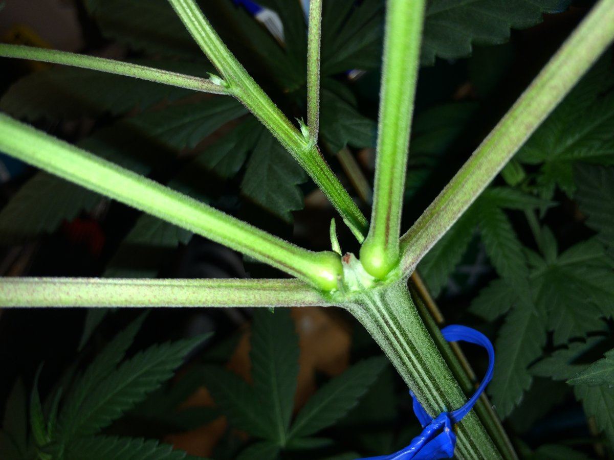 Sexing this plant first time grower please help 2