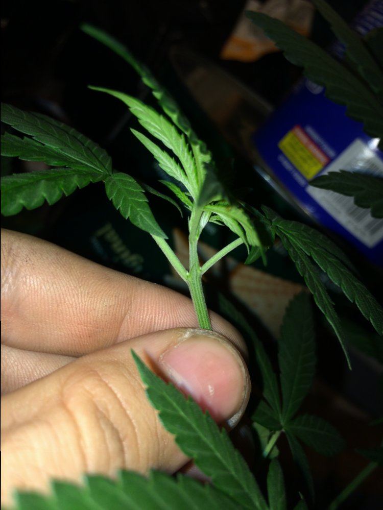 Sexing this plant first time grower please help 3