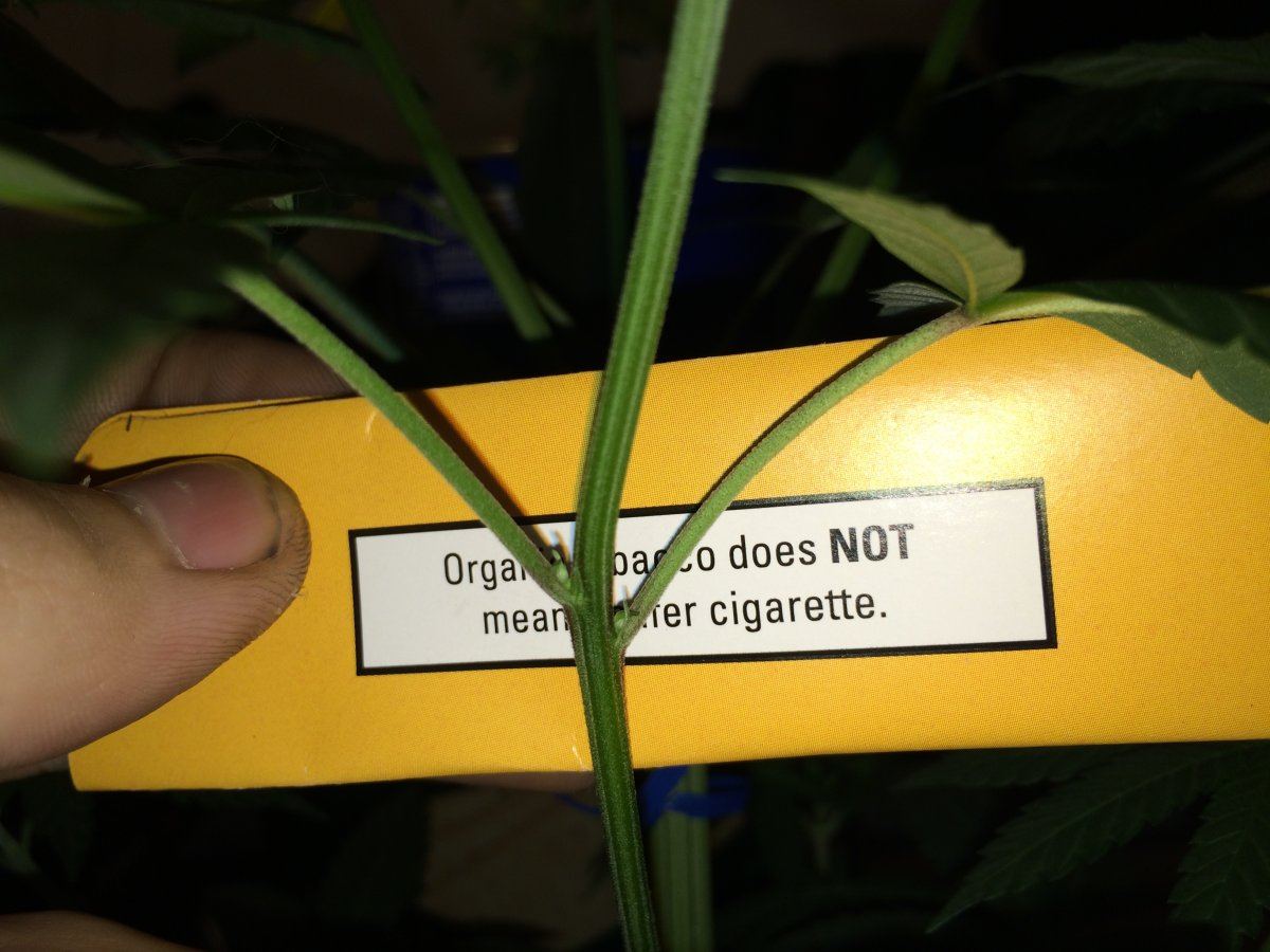 Sexing this plant first time grower please help 4