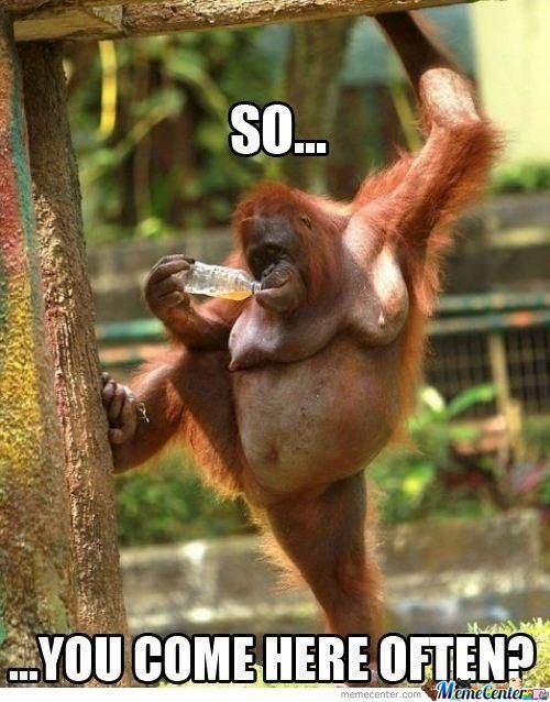 Sexy monkey o 900085