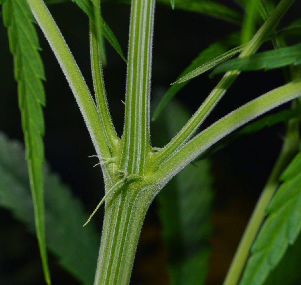 Sexyhaze