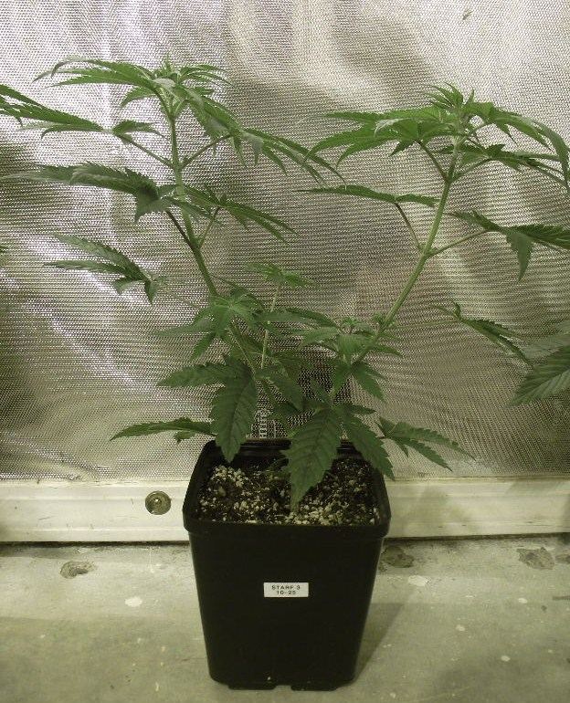 SF30