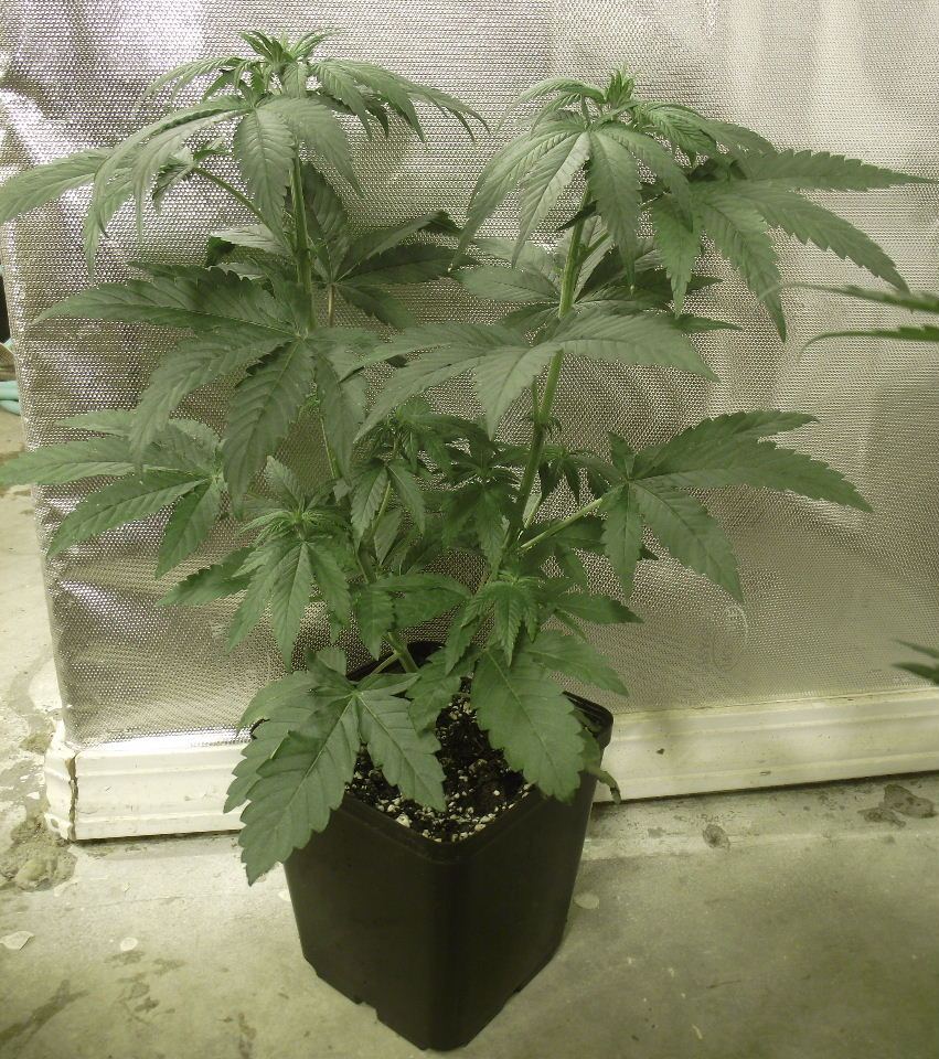 SF40
