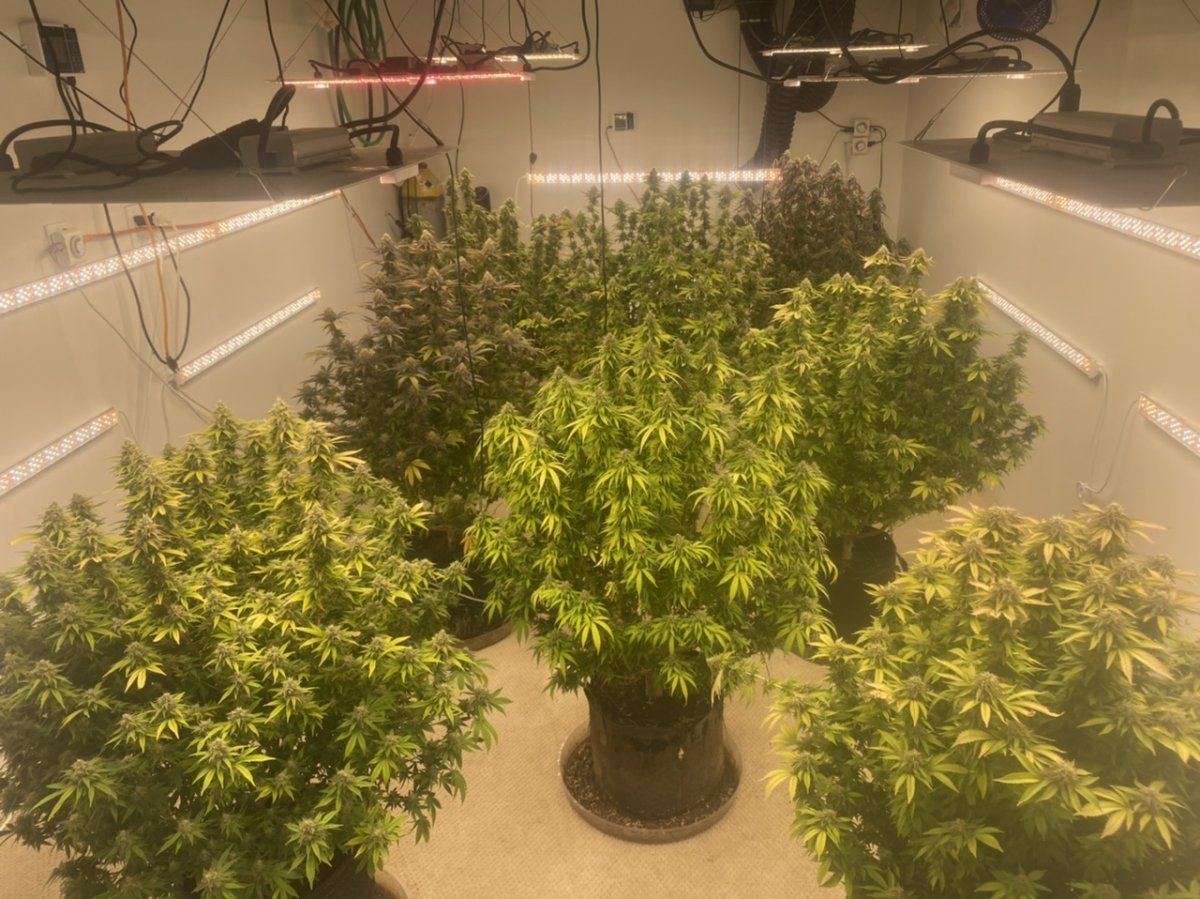 SF4000 grow room 1