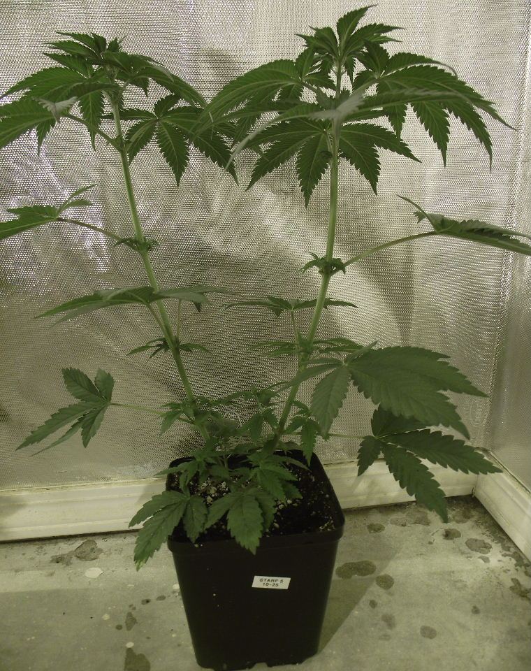SF50