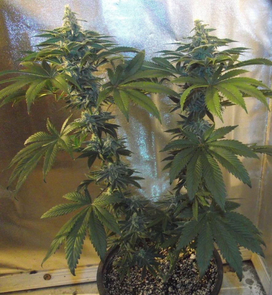 SF52
