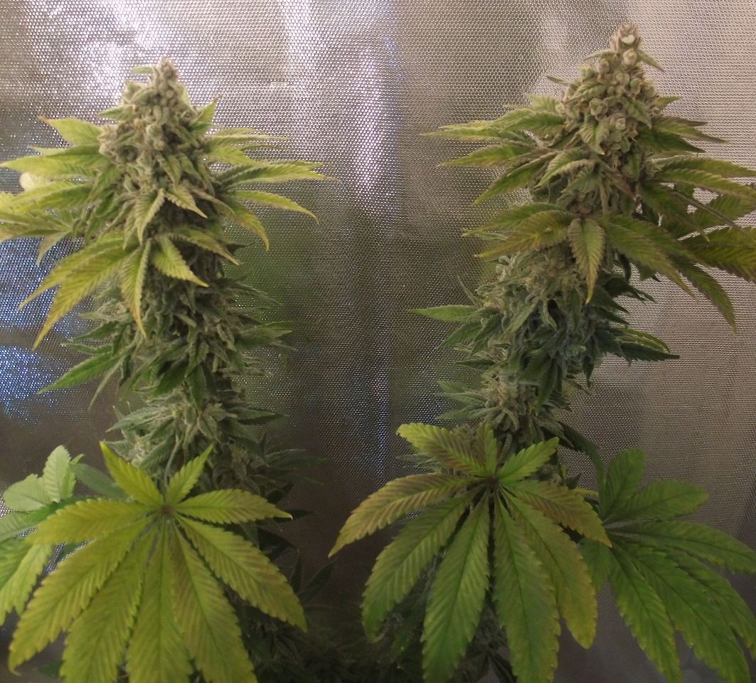 SF52