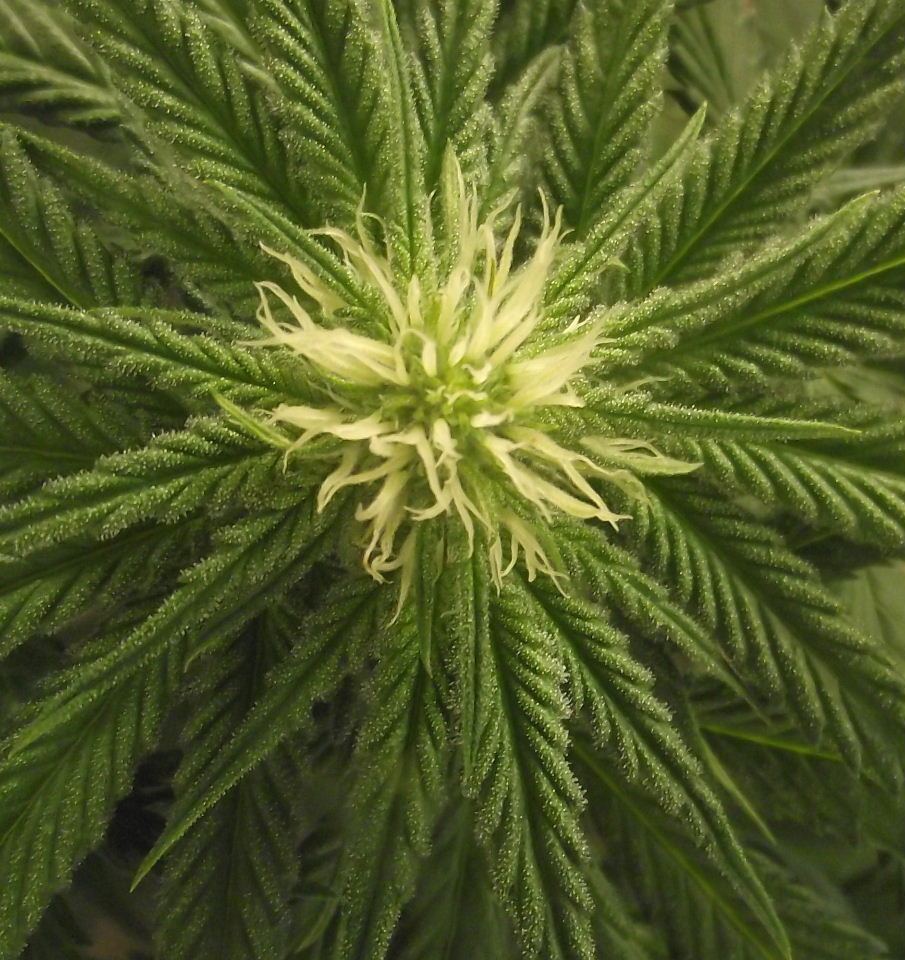 SF53