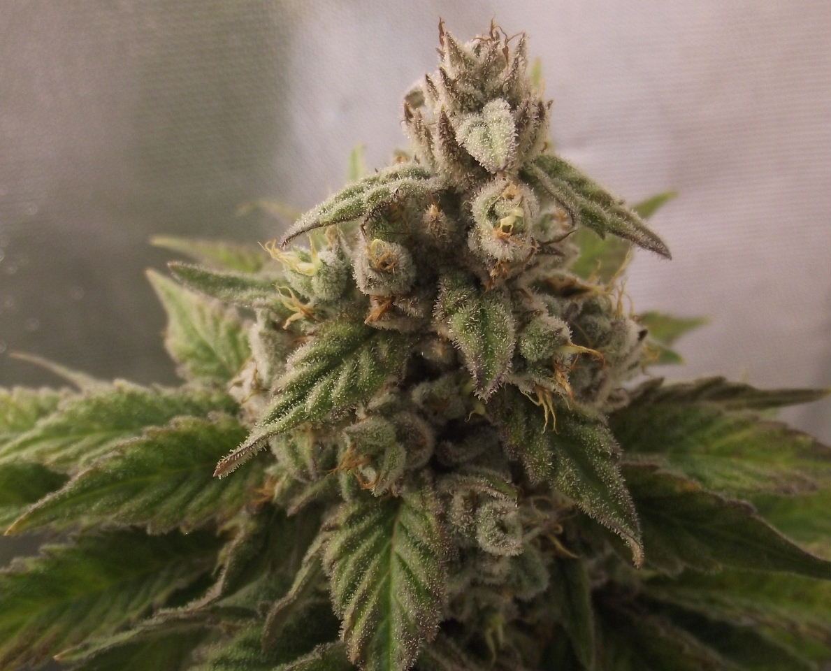 SF53