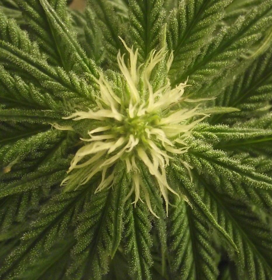 SF54