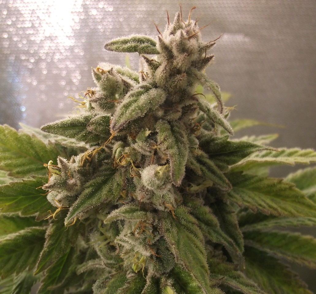 SF54