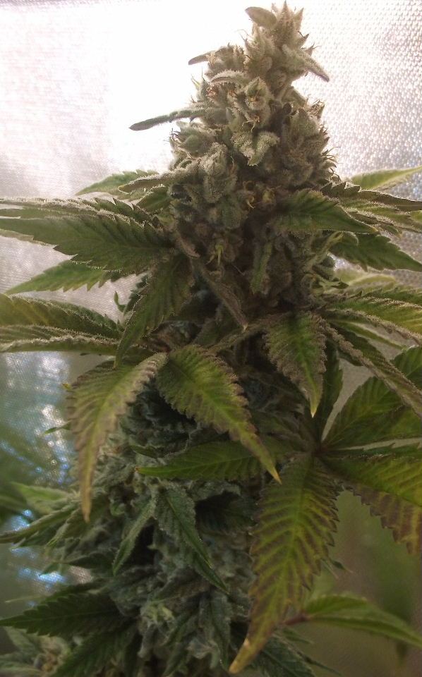 SF56