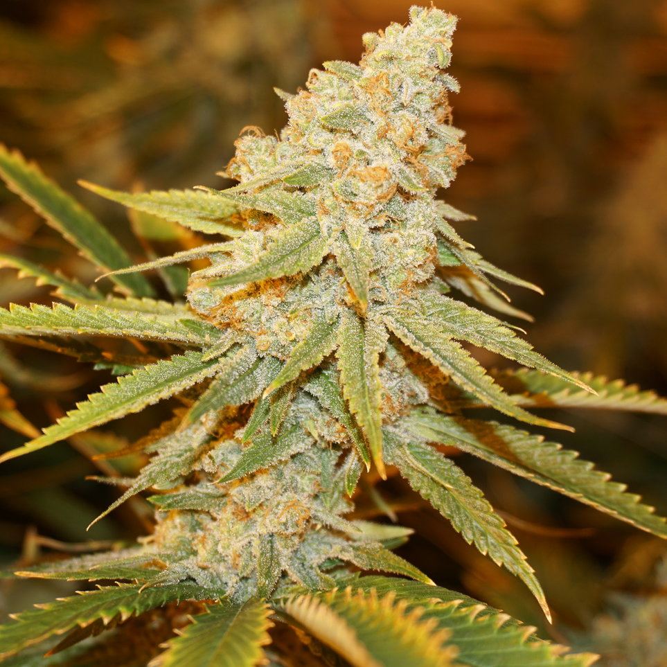 SF8WEEKS