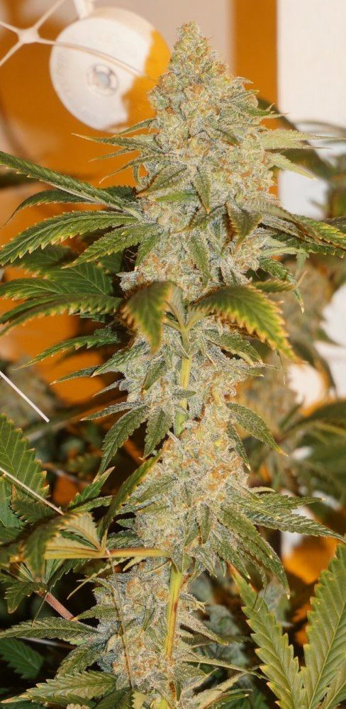SF8WEEKS2