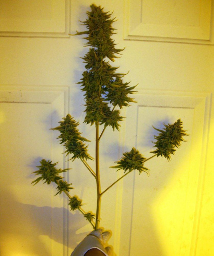 Sfv chop 001