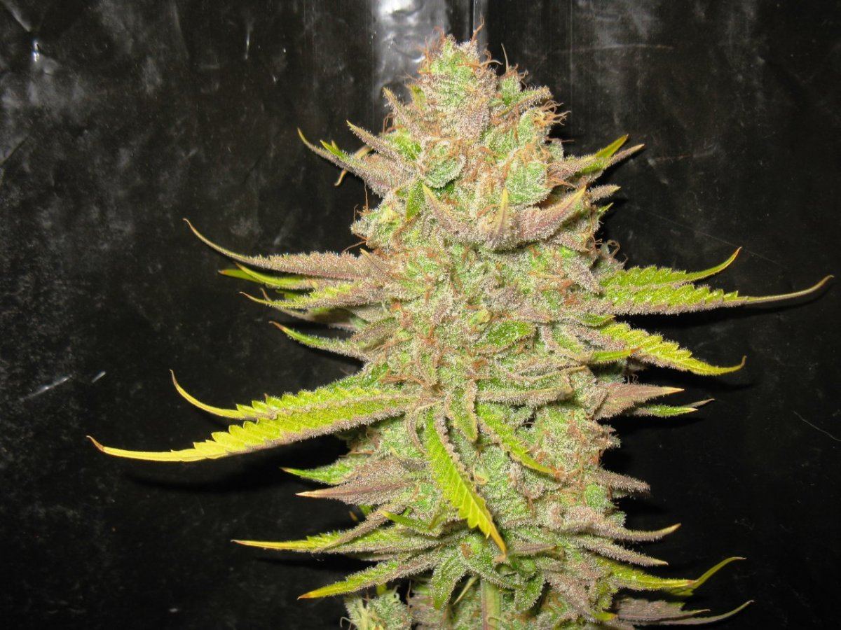 Sfv chop 006