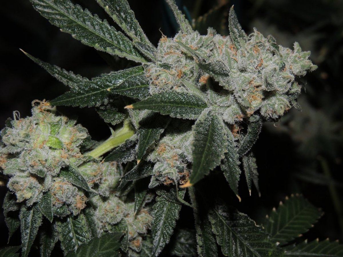 Sfv OG 2