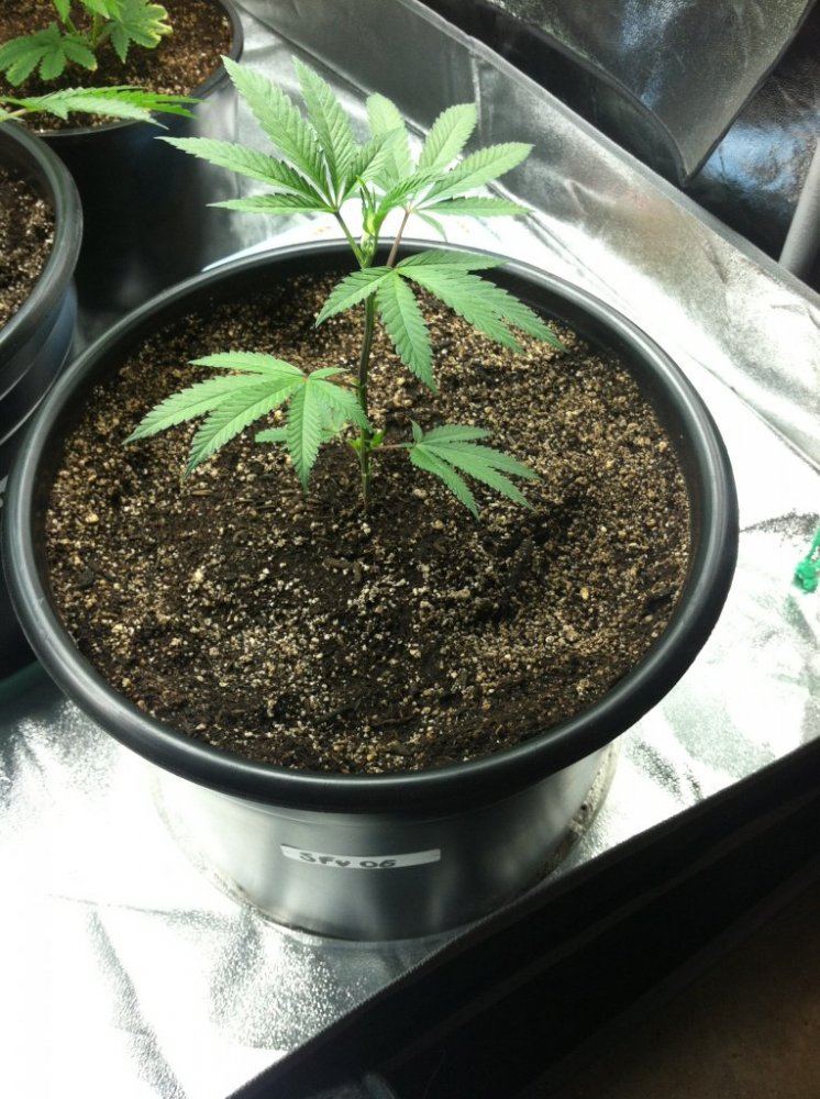 Sfv og 3