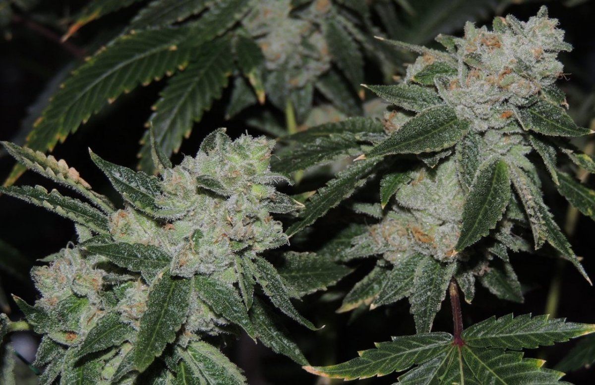 Sfv OG