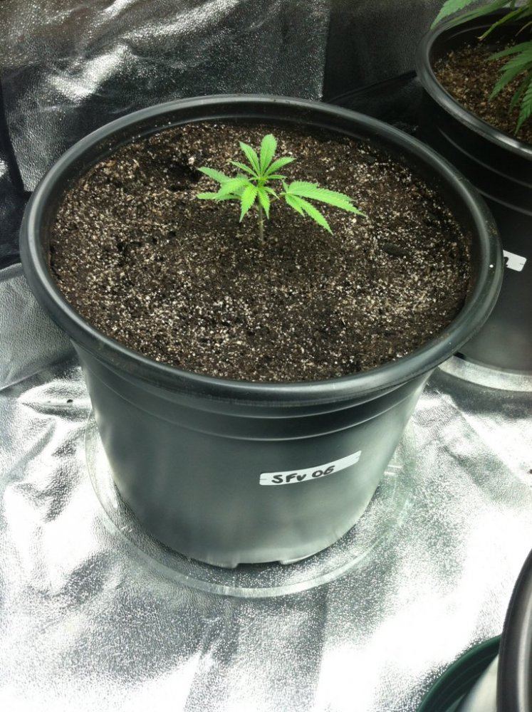 Sfv og