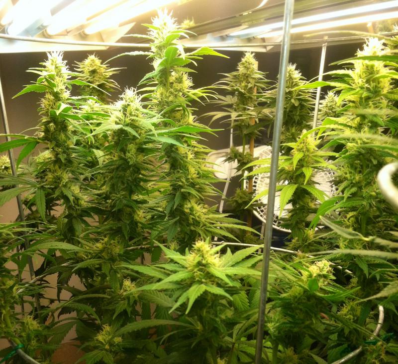SFVOG day 42