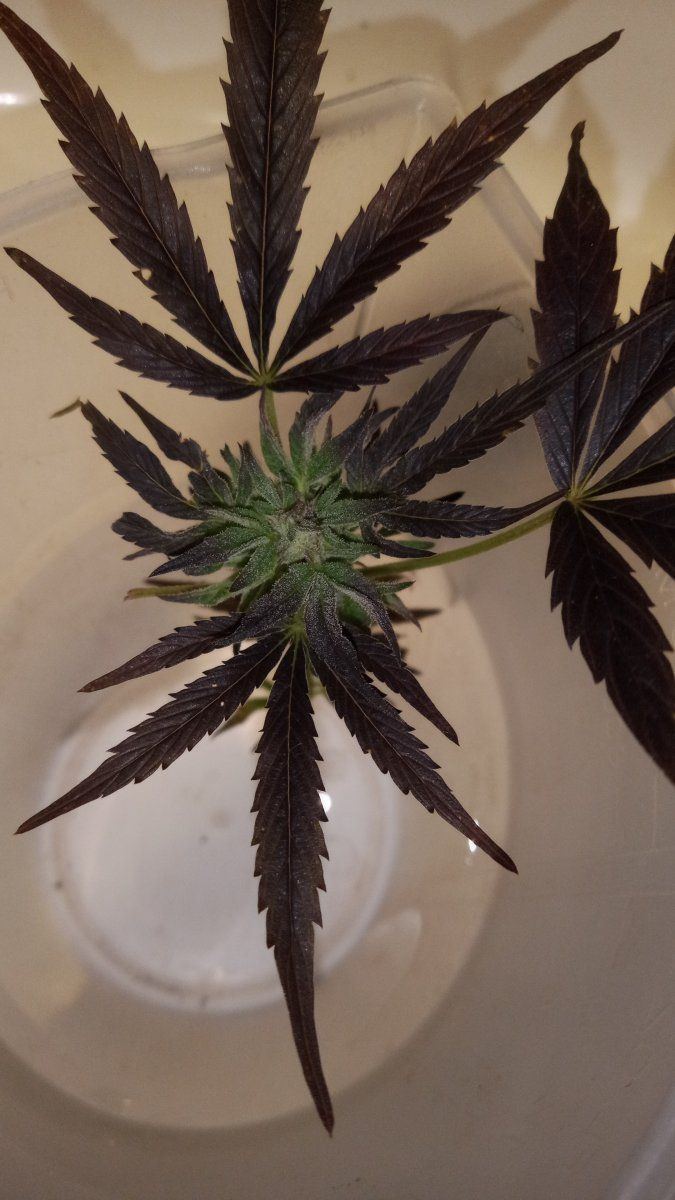 Sfvxpurps bud clone