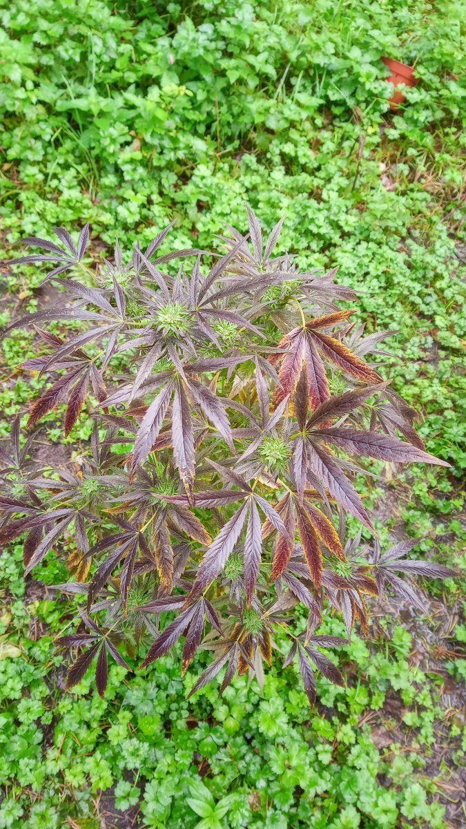 Sfvxpurps