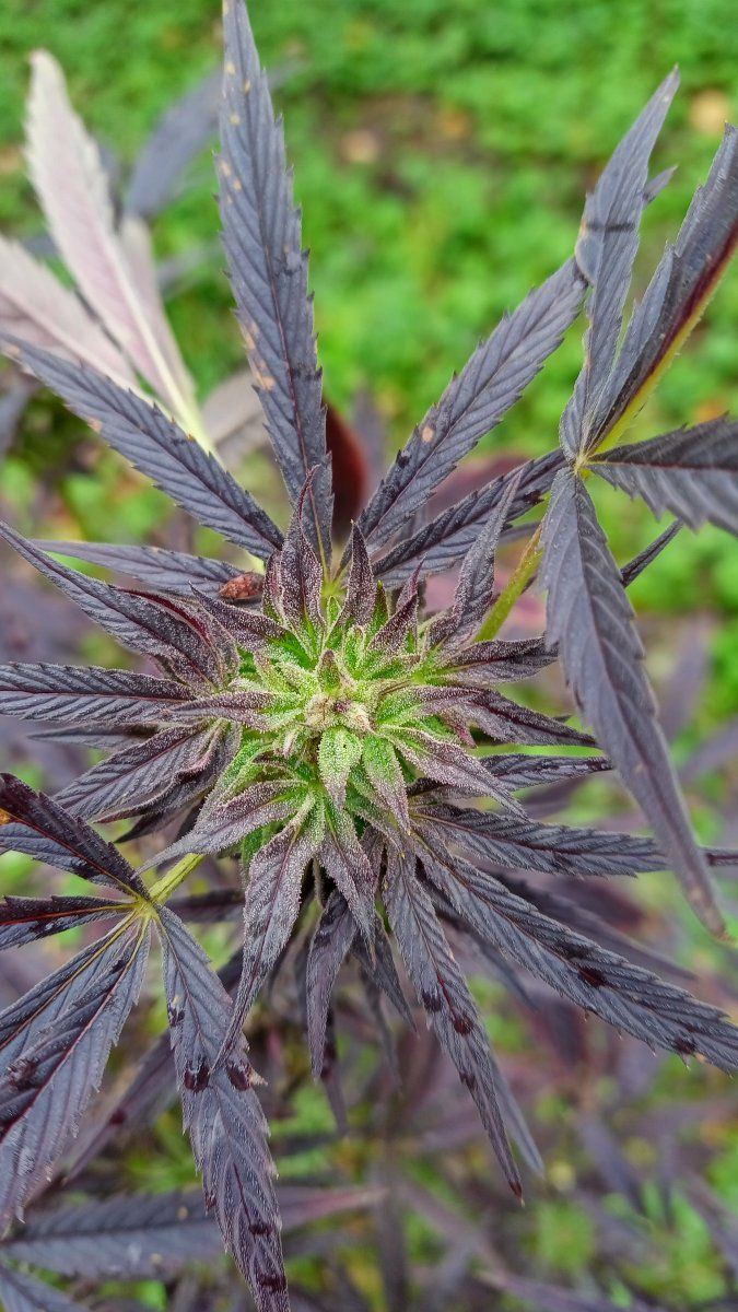 Sfvxpurps