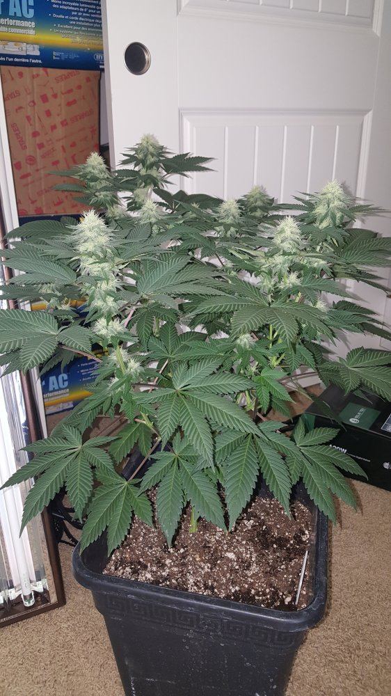 SG bush