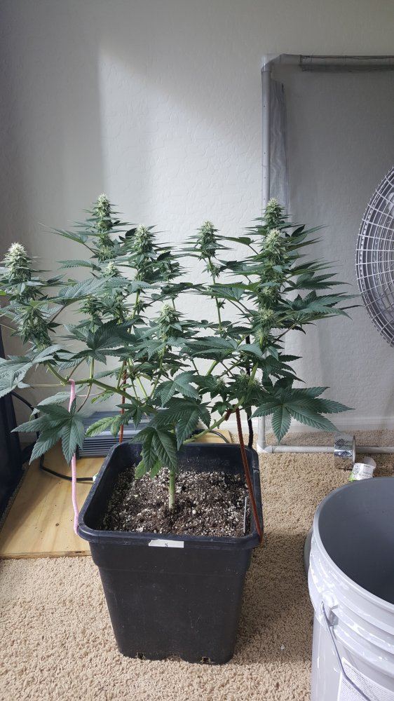 SG taller pheno