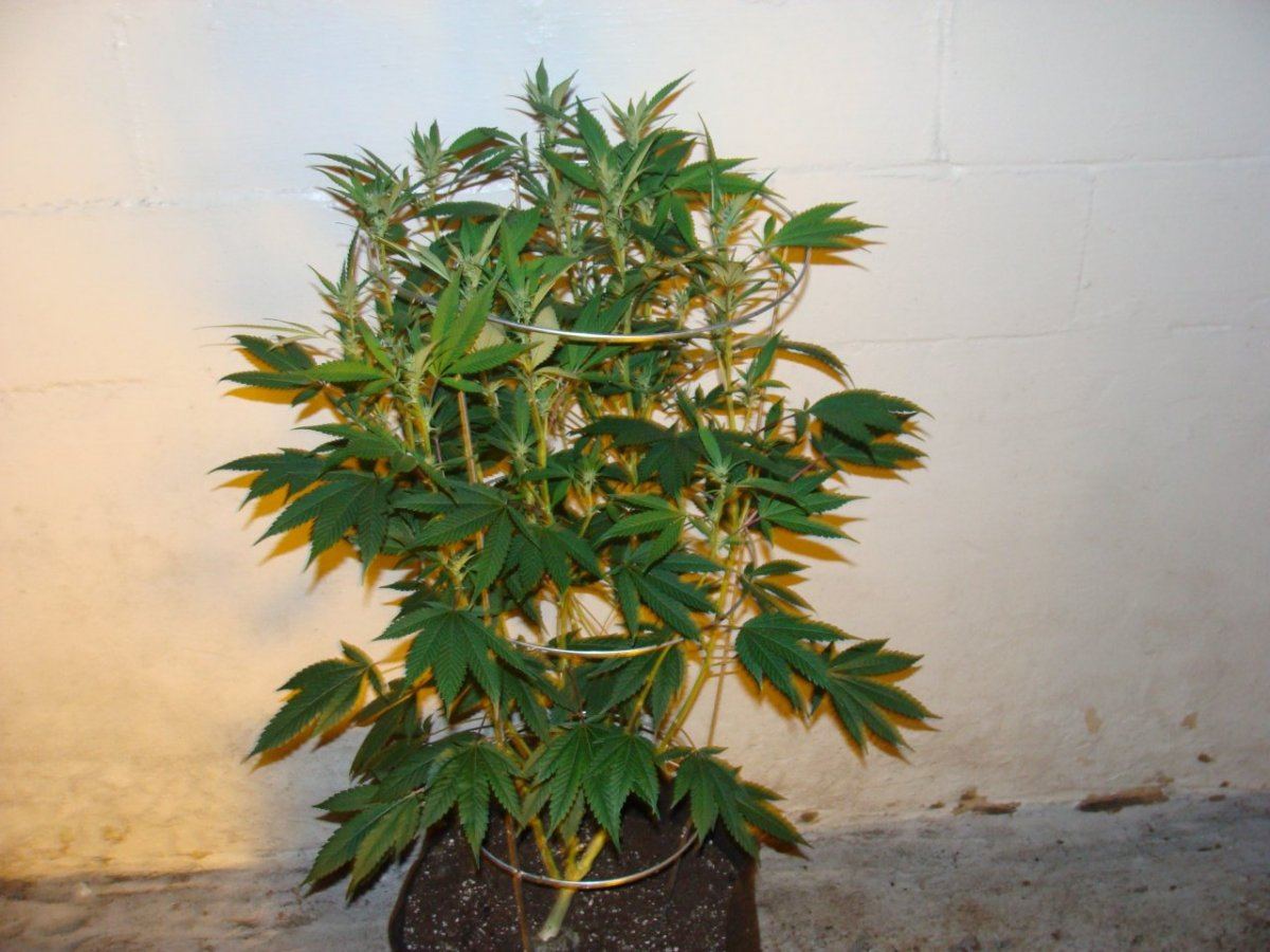 SGK