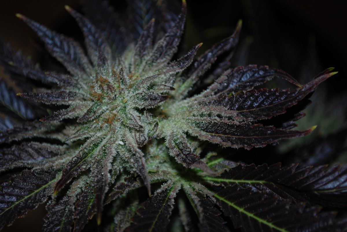 Sh bubba 036