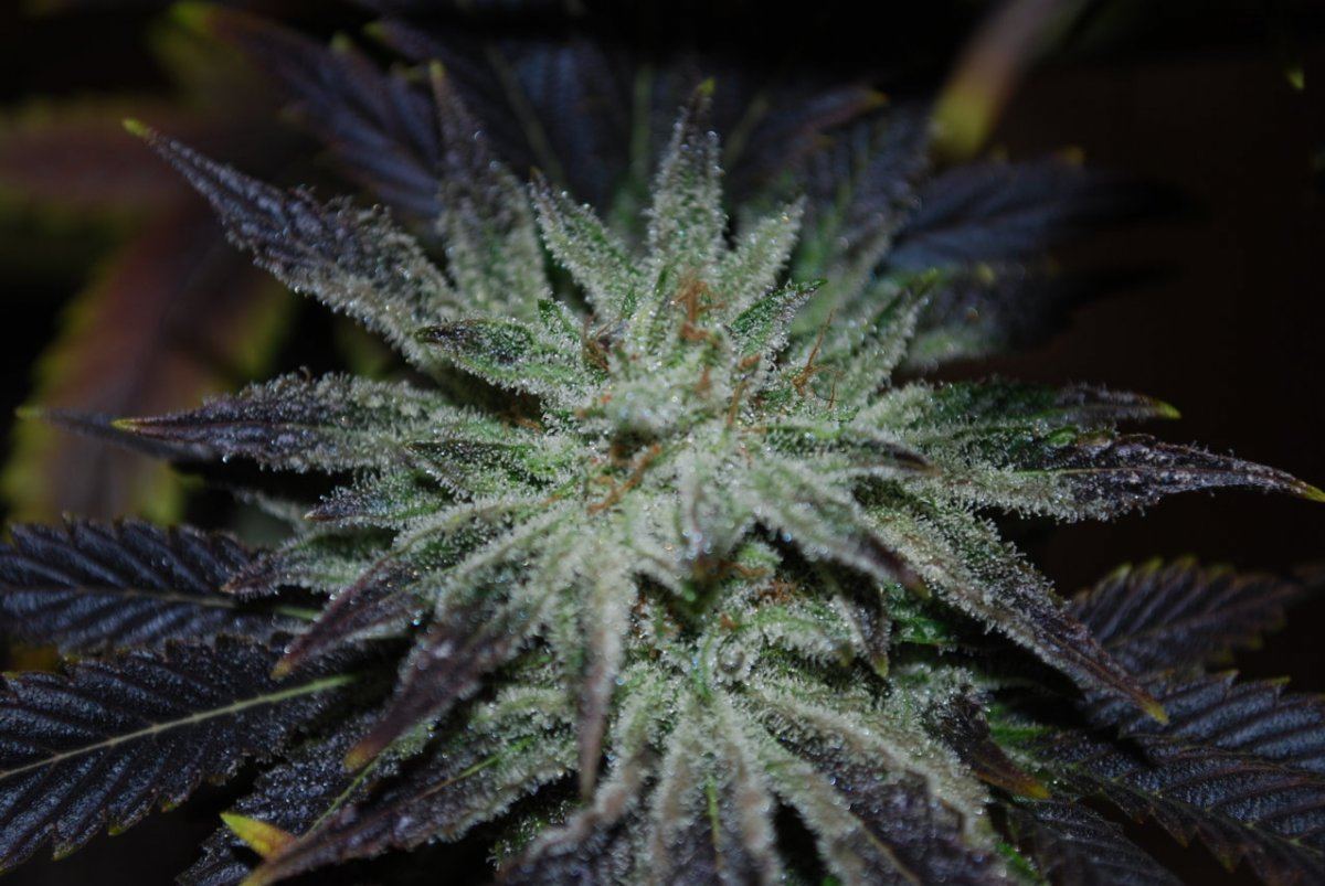 Sh bubba 038
