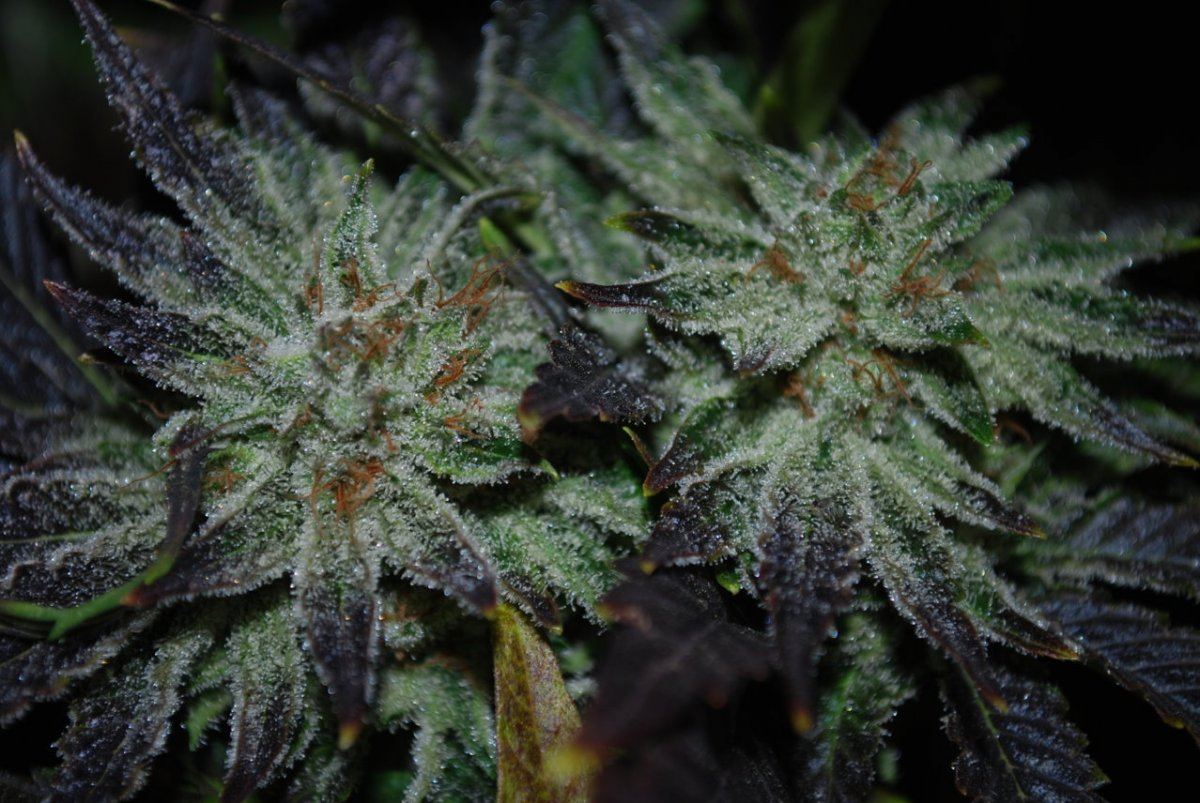 SH Bubba 094