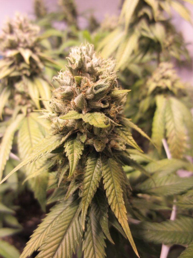 SH OG B HPS 2