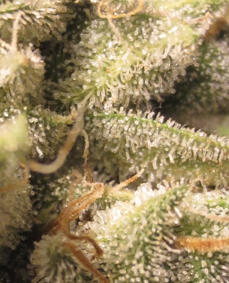 SH OG B HPS small