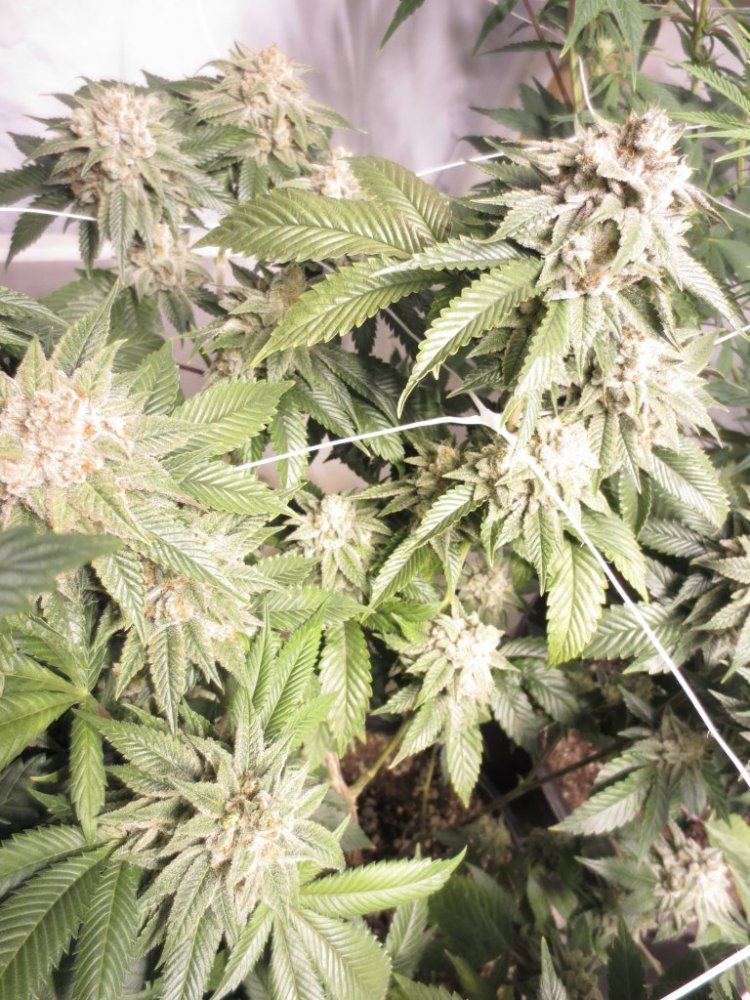 SH OG HPS 1