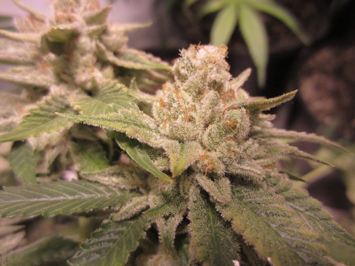 SH OG HPS 3
