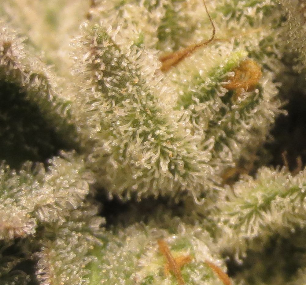 SH OG HPS 5 zoom