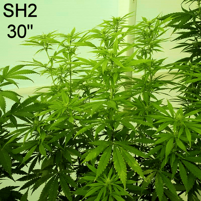 SH2a