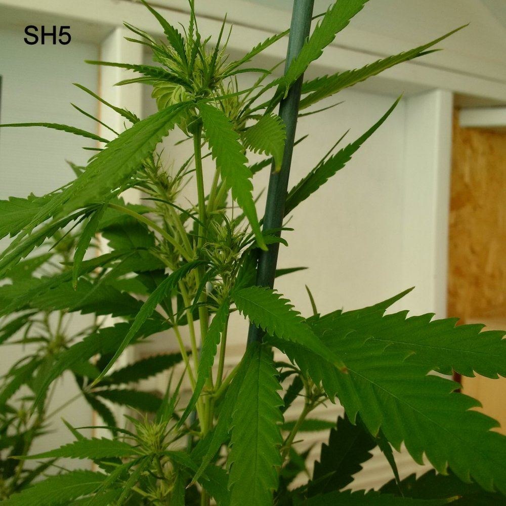 SH5a