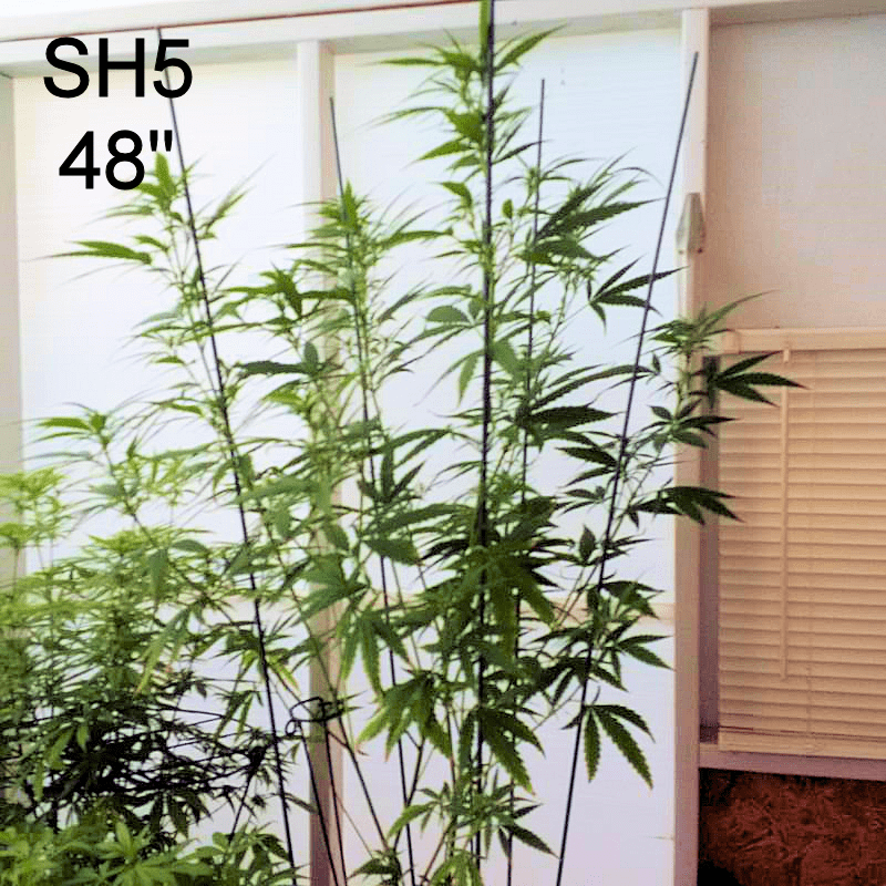 SH5a