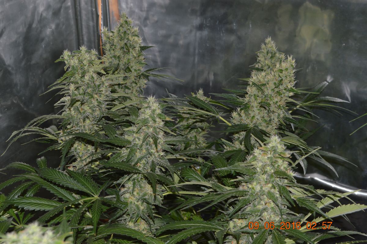 SH panama