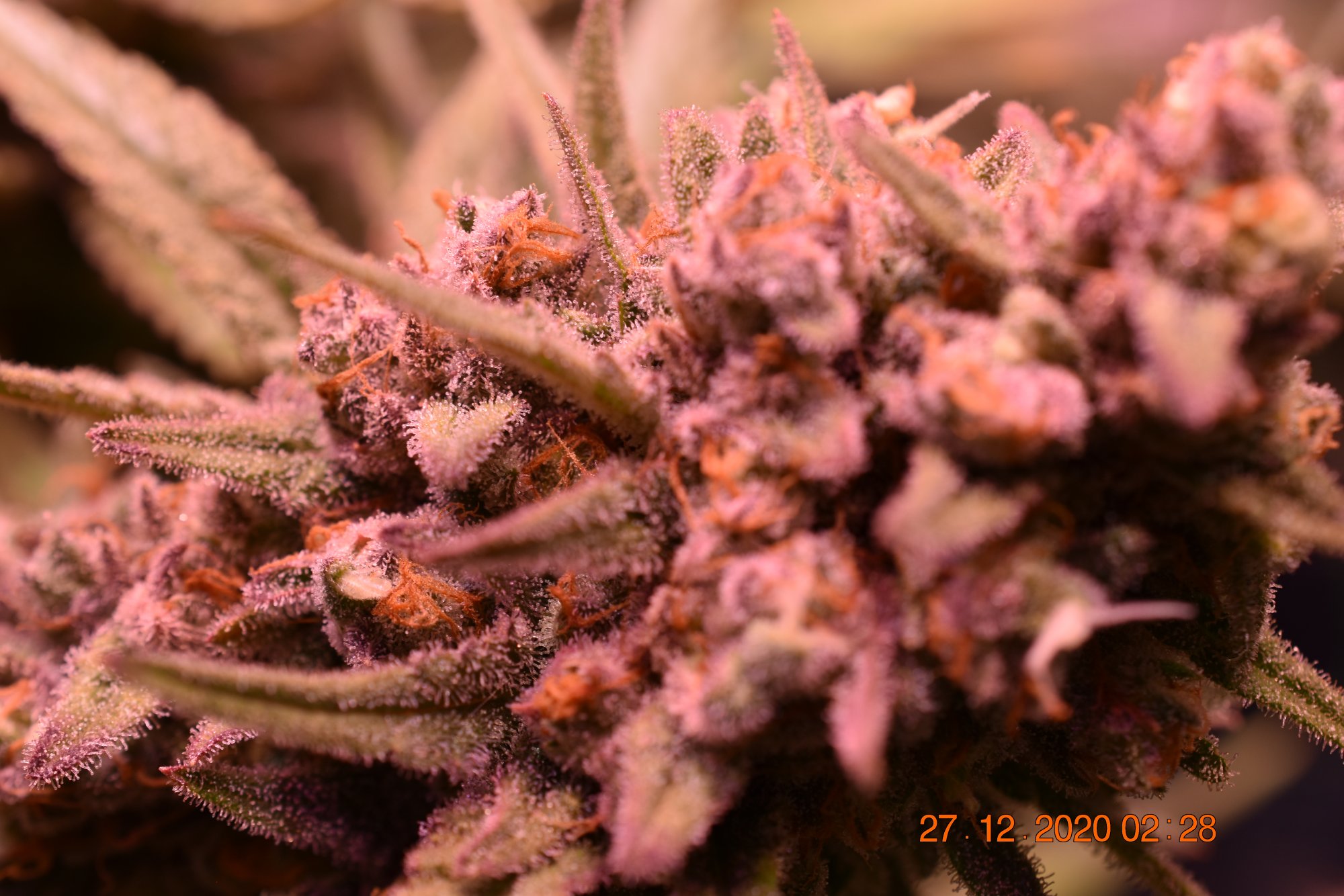 Sharing my current grow flowers  close up 11 14