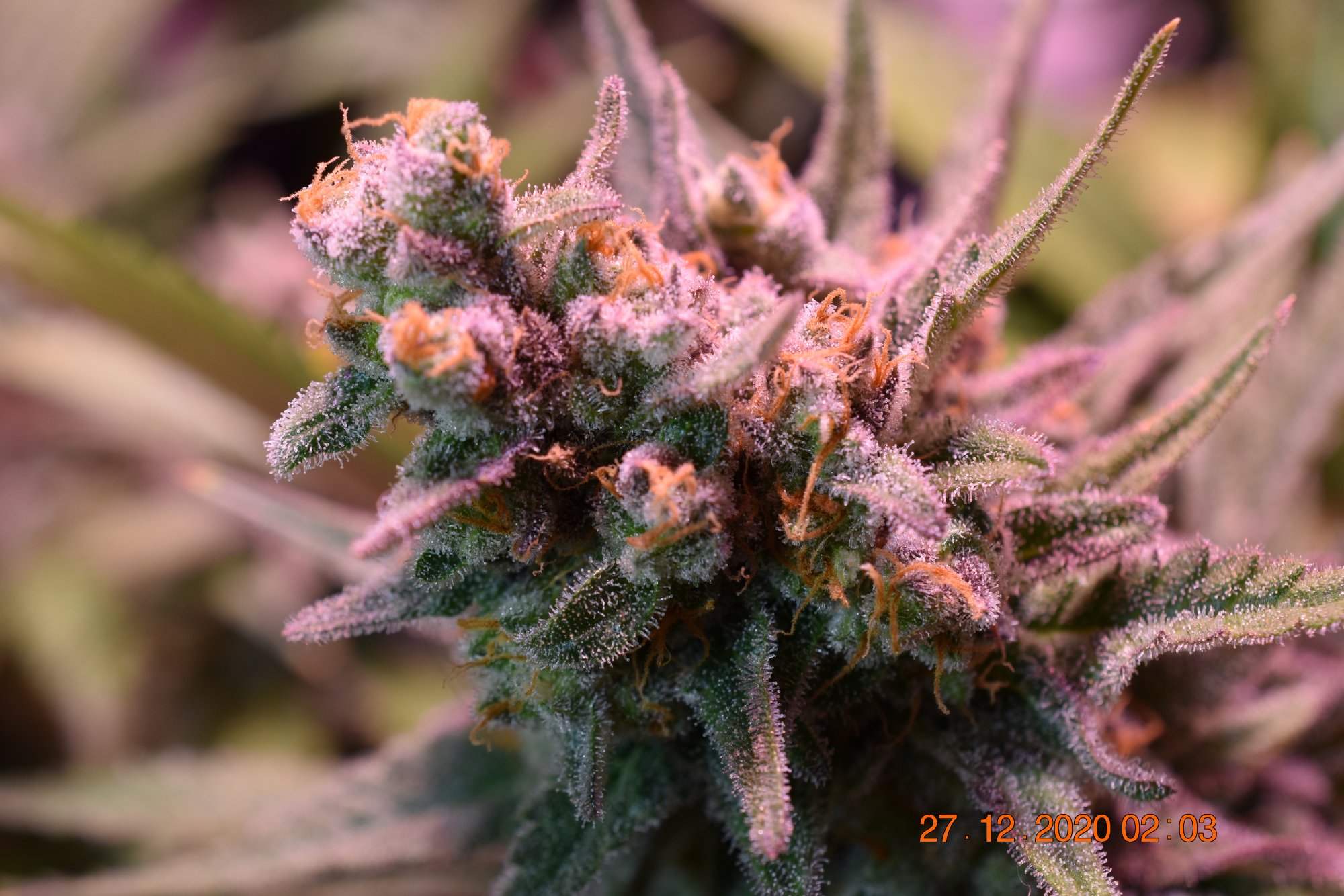 Sharing my current grow flowers  close up 11 5