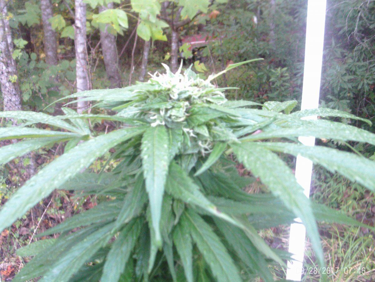 She is doing a whole lot better and its about time to harvest 4