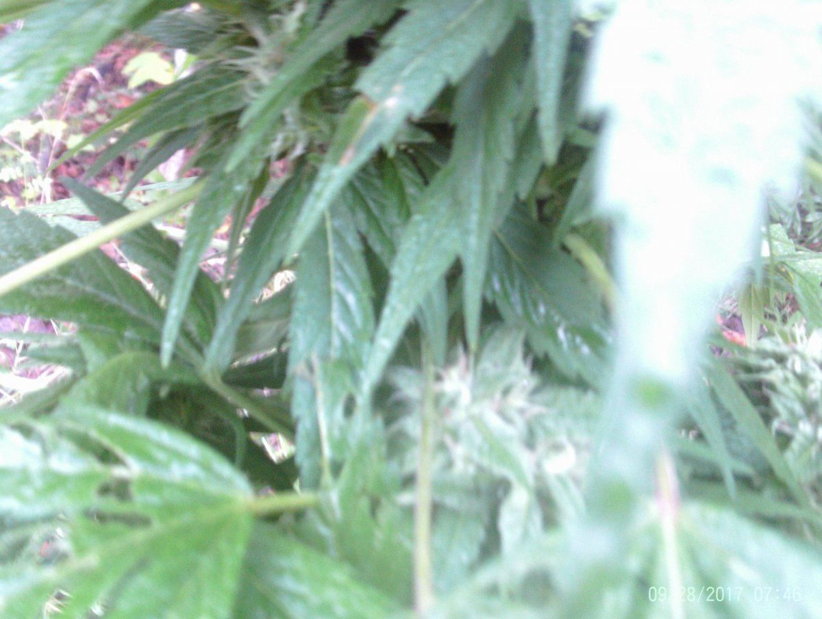 She is doing a whole lot better and its about time to harvest