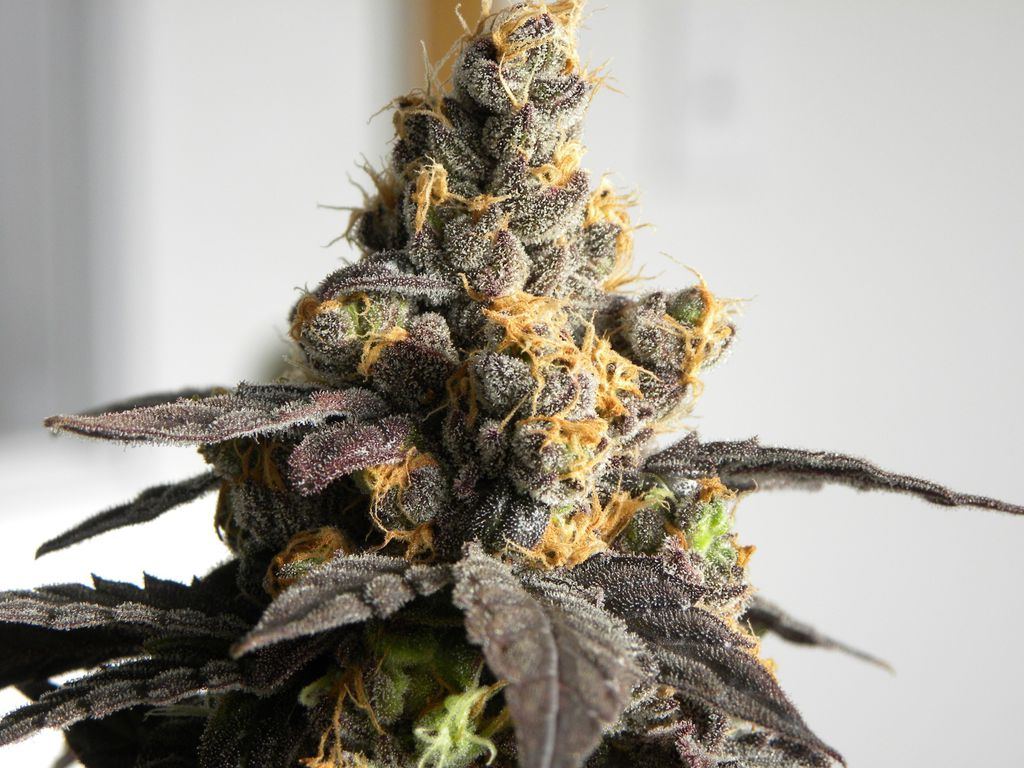 Sherbert 2000 x 1500